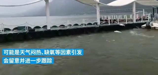 昆明多方回应滇池现大面积鱼群跳跃：会留意并进一步跟踪插图1
