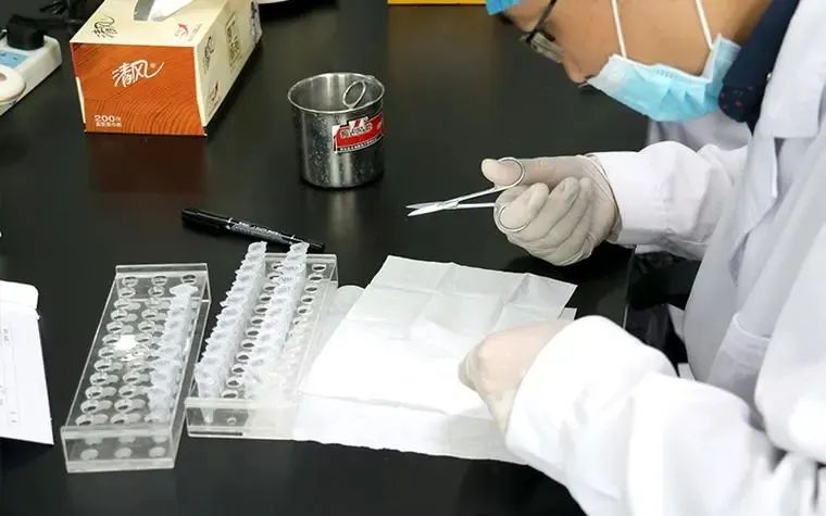 沈阳个人隐私亲子鉴定，拔下来的头发才能做鉴定哦！2023最新插图